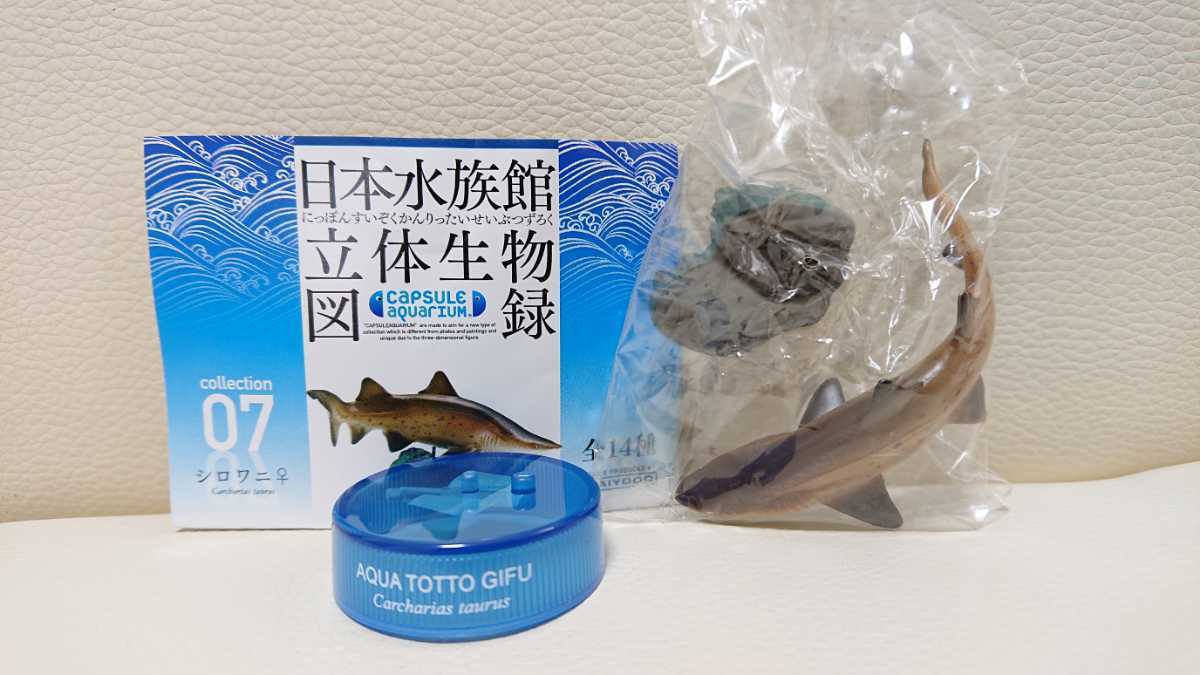 ◆即決新品「海洋堂 日本水族館立体生物図録 第1巻・⑦シロワニ♀」◆アクアトトぎふ版_画像1