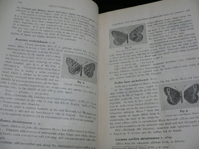 Insecta Matsumurana Vol.1-35とSupplement #1-11 北海道大学 Insecta Matsumurana Vol.1-35とSupplement #1-11 北海道大学