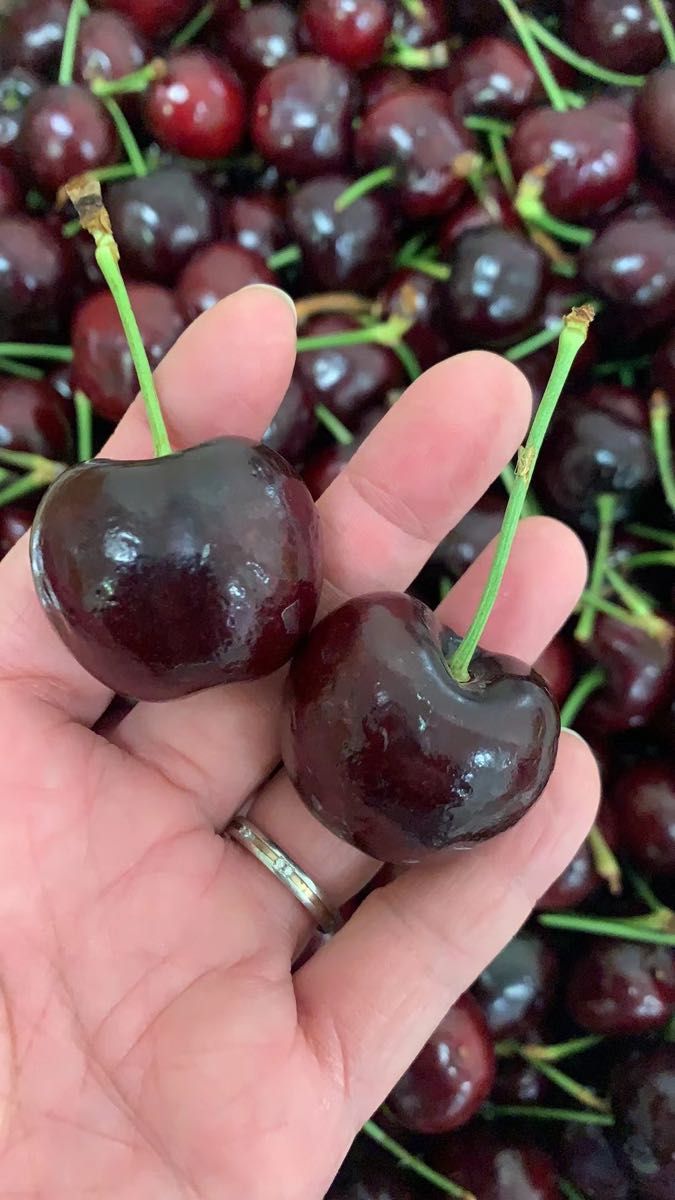 南半球産 初入荷 箱込み2kg 大粒チェリー アメリカンチェリー 南半球産 初入荷 箱込み2kg 大粒チェリー アメリカンチェリー