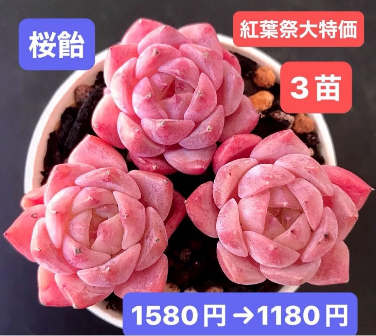 紅葉祭大特価 3苗1180円 韓国苗 桜飴 レア種 可愛い紅葉超美苗 紅葉祭大特価 3苗1180円 韓国苗 桜飴 レア種 可愛い紅葉超美苗