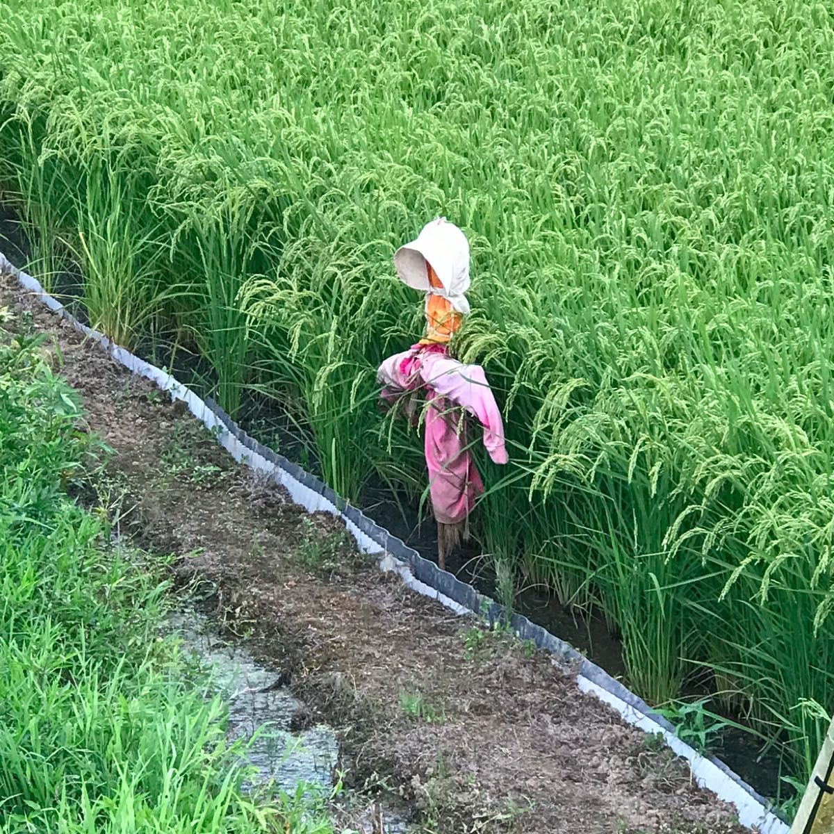 令和6年コシヒカリ　10kg 特選一等米(茨城県産)標準精米(白米)発送