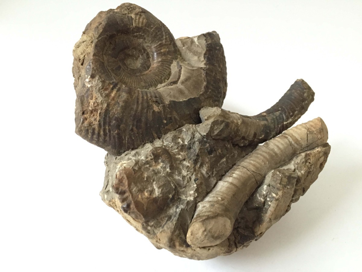 ■ アンモナイト 化石 集合体　約1.4ｋｇ コレクション 鑑賞石 インテリア　縦幅約10×横幅14ｃｍ　⑨ 化石