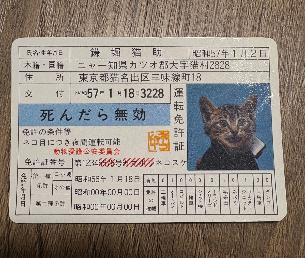 【極レア】本物保証 ドーム・ナンシー 猫 極レア】本物保証 ドーム・ナンシー 猫