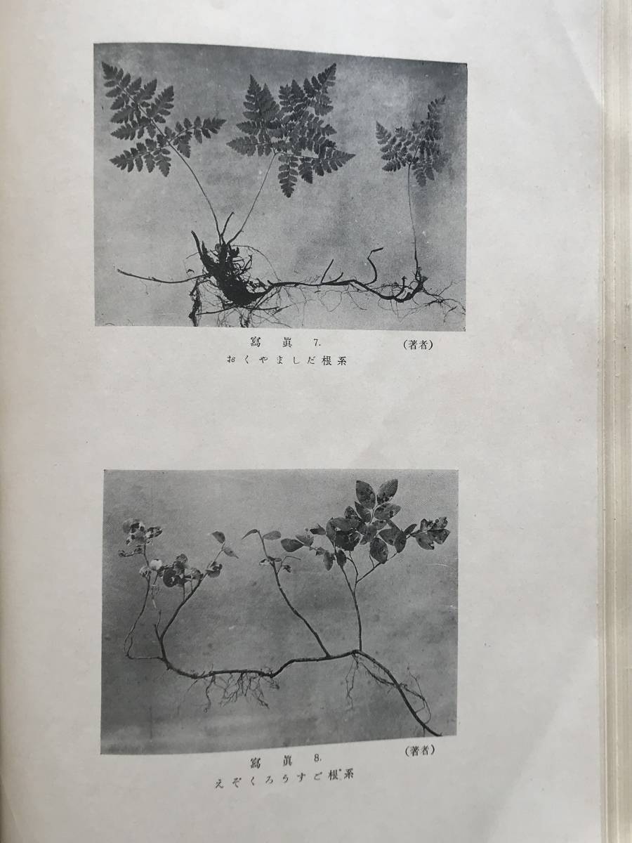 . сырой yoli видеть taru Сахалин(Karafuto) натуральный .no изучение * Kyoto . страна университет Сахалин(Karafuto) ... материалы ezo коврик domatsu