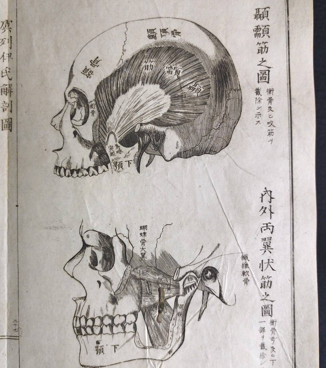 Y322 人体解剖学 絵入絵本◇虞列伊氏解剖訓蒙図◇全2冊揃 性器 Y322 人体解剖学 絵入絵本◇虞列伊氏解剖訓蒙図◇全2冊揃 性器