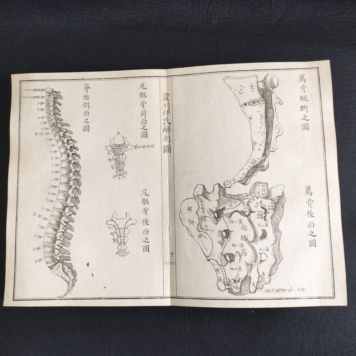 Y322 人体解剖学 絵入絵本◇虞列伊氏解剖訓蒙図◇全2冊揃 性器 Y322 人体解剖学 絵入絵本◇虞列伊氏解剖訓蒙図◇全2冊揃 性器