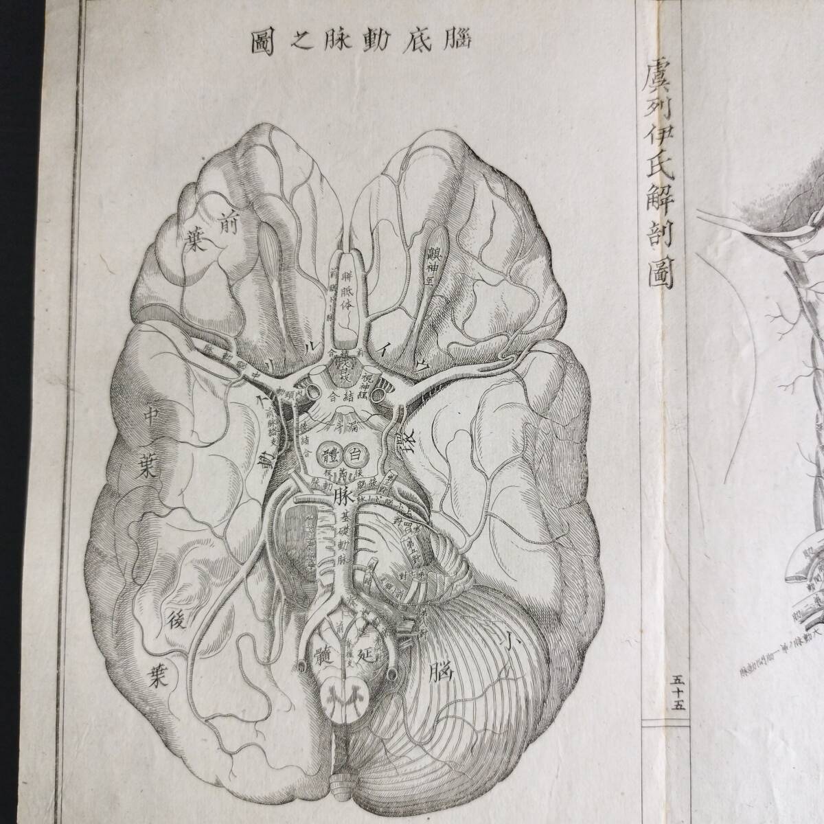 Y322 人体解剖学 絵入絵本◇虞列伊氏解剖訓蒙図◇全2冊揃 性器 Y322 人体解剖学 絵入絵本◇虞列伊氏解剖訓蒙図◇全2冊揃 性器