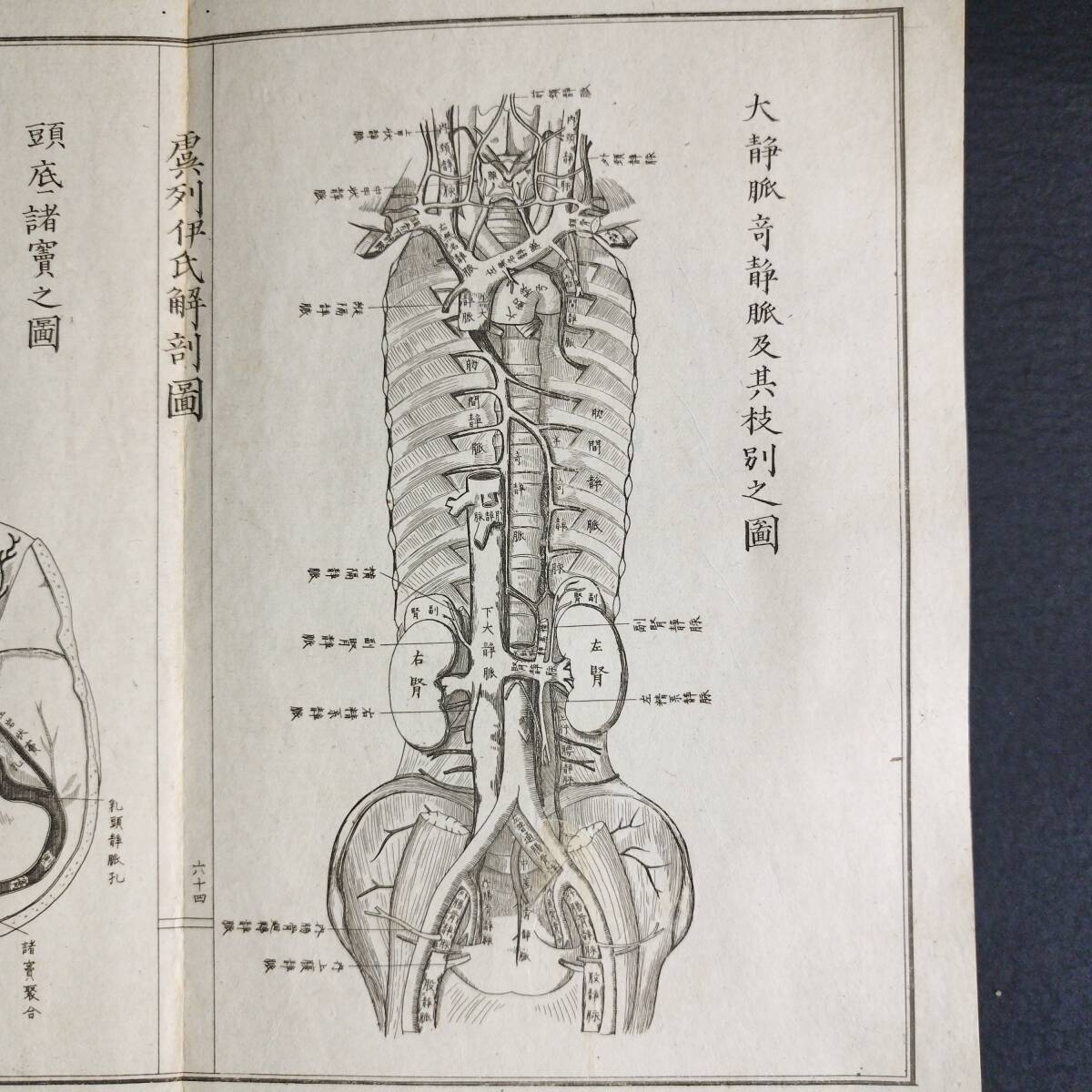 Y322 人体解剖学 絵入絵本◇虞列伊氏解剖訓蒙図◇全2冊揃 性器 Y322 人体解剖学 絵入絵本◇虞列伊氏解剖訓蒙図◇全2冊揃 性器