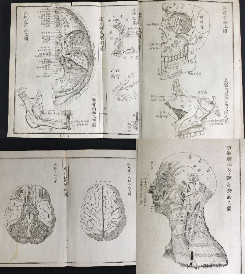 Y322 人体解剖学 絵入絵本◇虞列伊氏解剖訓蒙図◇全2冊揃 性器 Y322 人体解剖学 絵入絵本◇虞列伊氏解剖訓蒙図◇全2冊揃 性器