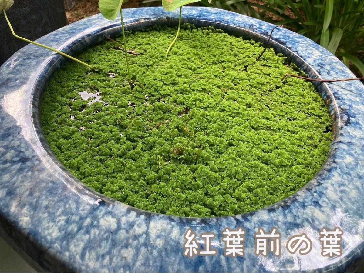 【 100株 】ニシノオオアカウキクサ 浮草 水草