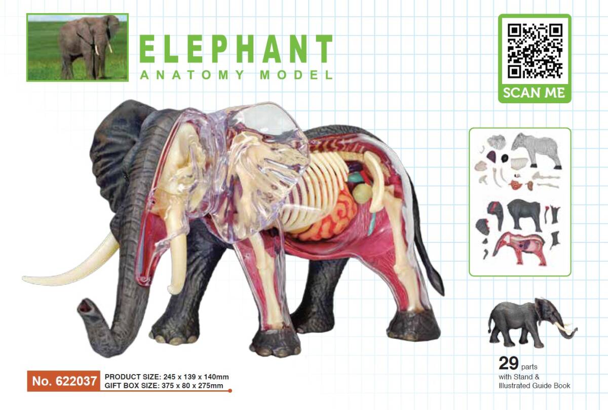充実の品 新品未開封 4Dビジョン 象 解剖モデル 4D VISION Elephant 立体パズル