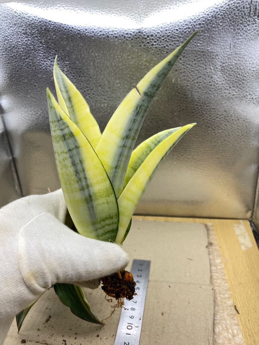 超希少種 サンスベリア 'スパイダー' 斑入り SANSEVIERIA SPYDER 超希少種 サンスベリア 'スパイダー' 斑入り SANSEVIERIA SPYDER
