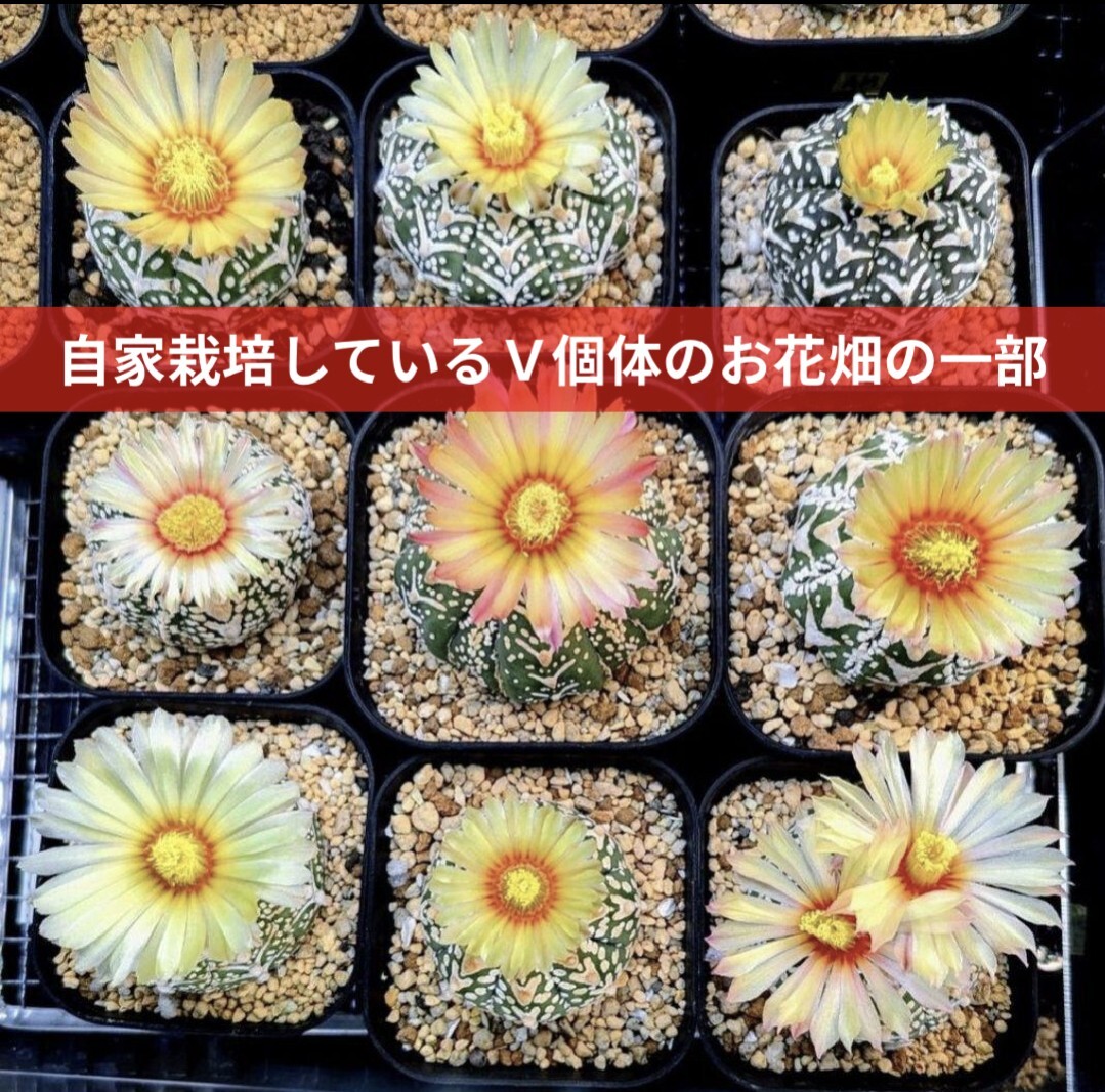 Ω 75粒 Yahooオフ スーパー兜 アストロフィツム Vタイプ アロータイプ 種子 サボテン 多肉植物 匿名配送料込 ヤフオフ特別価格品