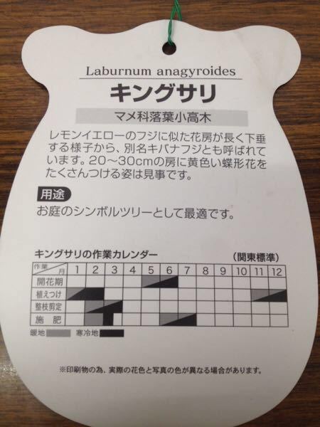 ヤフオク 黄色い藤 金鎖 キングサリ 苗木 ヤフオク 黄色い藤 金鎖 キングサリ 苗木