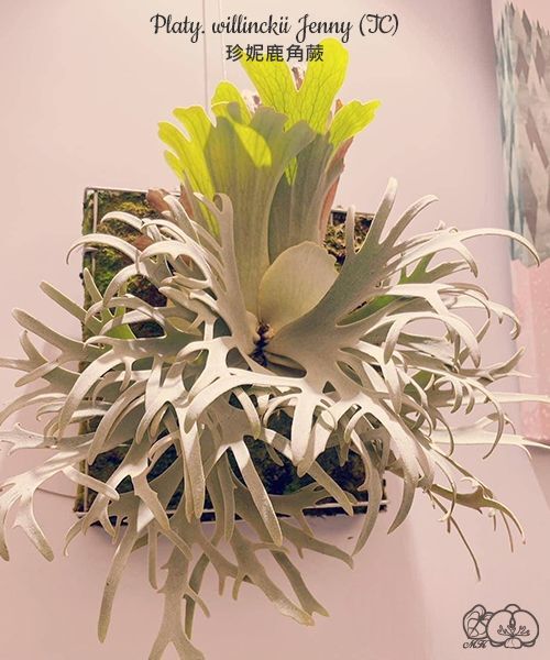 Shinya-bota様P. willinckii ’Jenny’ TC2104 Bibian 比比昂- Y238 Platycerium willinckii 'Jenny' TC【11/21