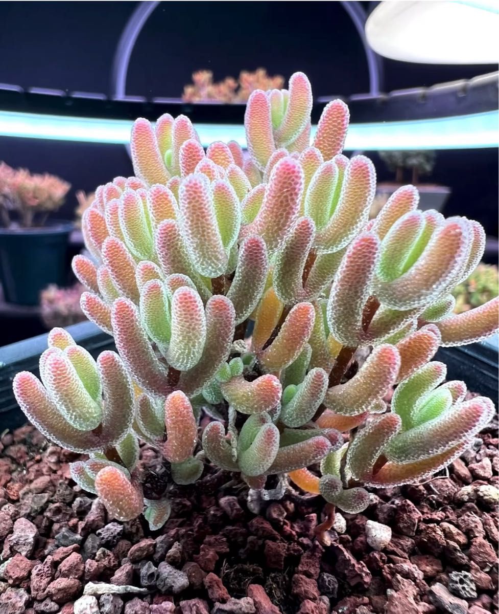 速達便で発送❣️新入荷 超レア 多肉植物 ドロサンテマ 超