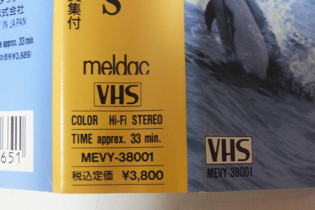 ヤフオク ホエール ウォッチング Whales Dolphins ヤフオク ホエール ウォッチング Whales Dolphins
