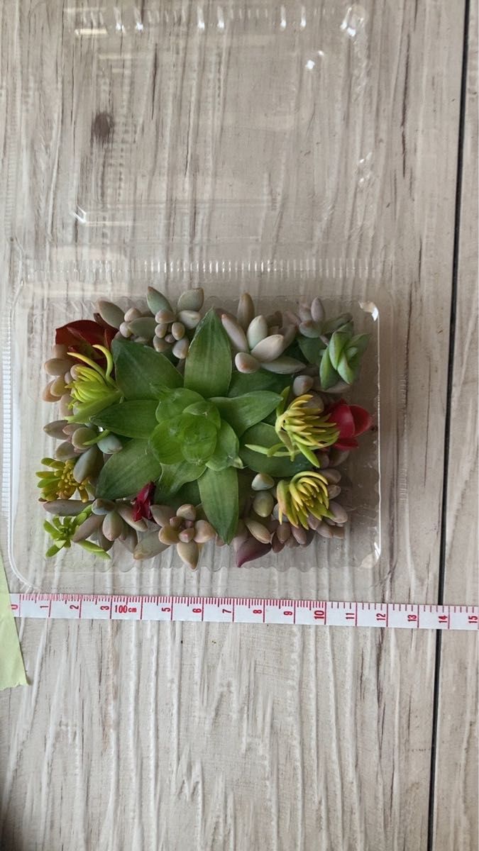 多肉植物 カット苗 ハオルチア入り