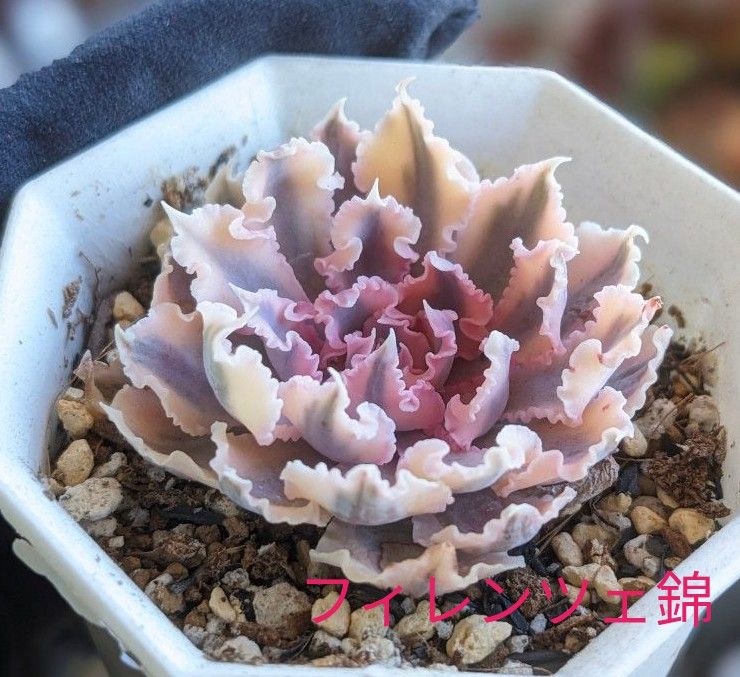 多肉植物 エケベリア フィレンツェ錦 カット苗 韓国苗 1/10写真 多肉植物 エケベリア フィレンツェ錦 カット苗 韓国苗 1/10写真