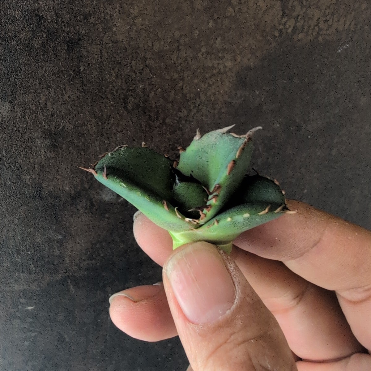 AGAVE TITANOTA プテラノドン(翼竜)】アガベ チタノタ 子株 AGAVE TITANOTA プテラノドン(翼竜)】アガベ チタノタ 子株