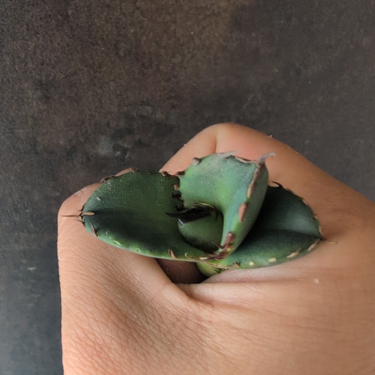 AGAVE TITANOTA プテラノドン(翼竜)】アガベ チタノタ 子株 AGAVE TITANOTA プテラノドン(翼竜)】アガベ チタノタ 子株