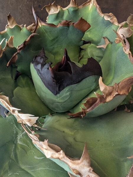 AGAVE TITANOTA プテラノドン(翼竜)】アガベ チタノタ 子株 AGAVE TITANOTA プテラノドン(翼竜)】アガベ チタノタ 子株