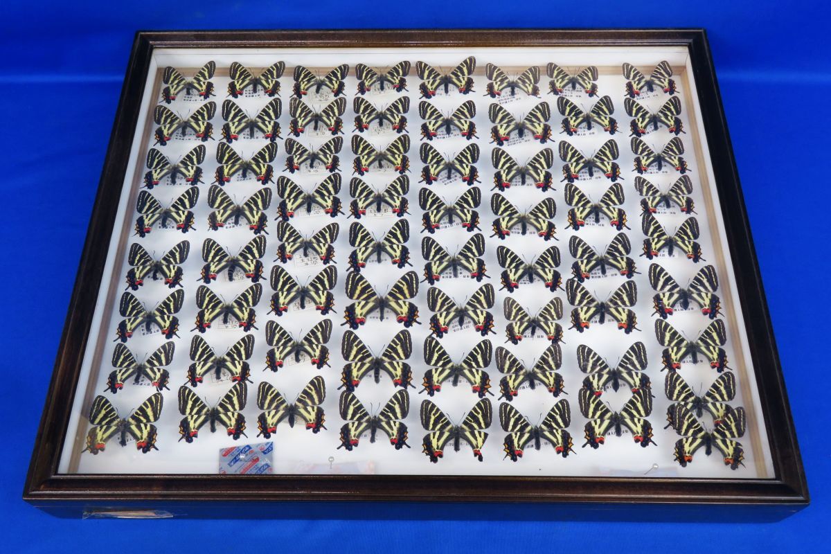 佐四R8811◇蝶 標本⑭【『ギフチョウ』日本 (岐阜県 山県郡 佐四R8811◇蝶 標本⑭【『ギフチョウ』日本 (岐阜県 山県郡