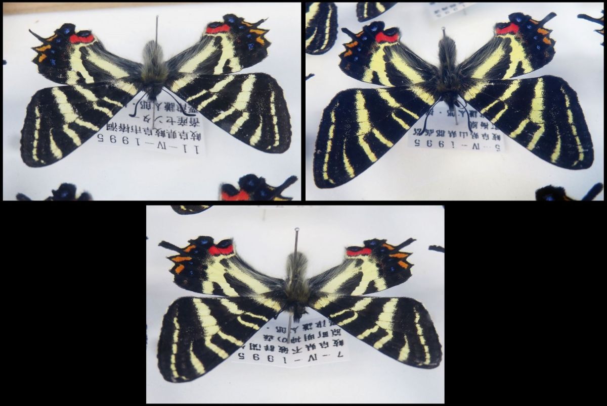 佐四R8811◇蝶 標本⑭【『ギフチョウ』日本 (岐阜県 山県郡 佐四R8811◇蝶 標本⑭【『ギフチョウ』日本 (岐阜県 山県郡