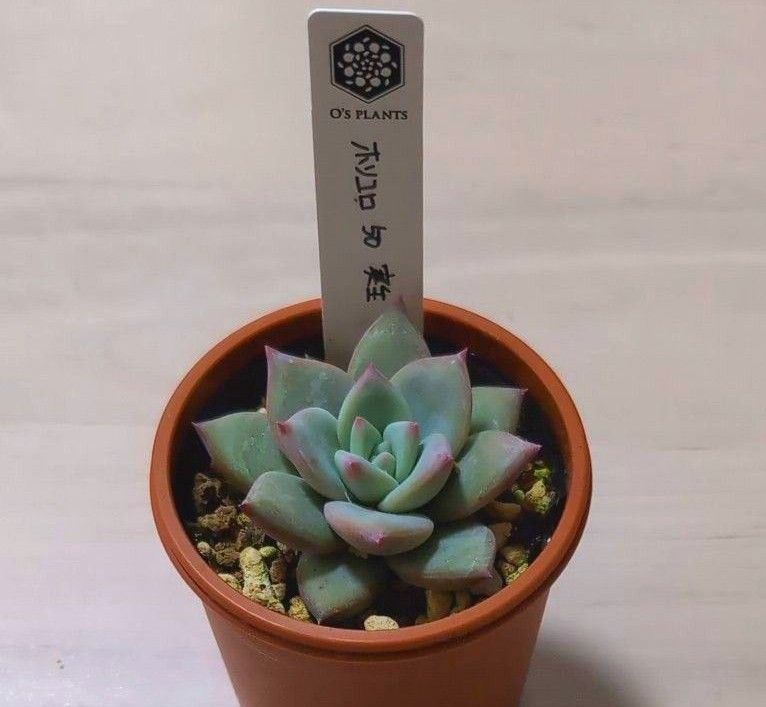 O'sPLANTSさん苗 ホリコロ 50 実生|Yahoo!フリマ(旧PayPayフリマ) O'sPLANTSさん苗 ホリコロ 50 実生|Yahoo!フリマ(旧PayPayフリマ)