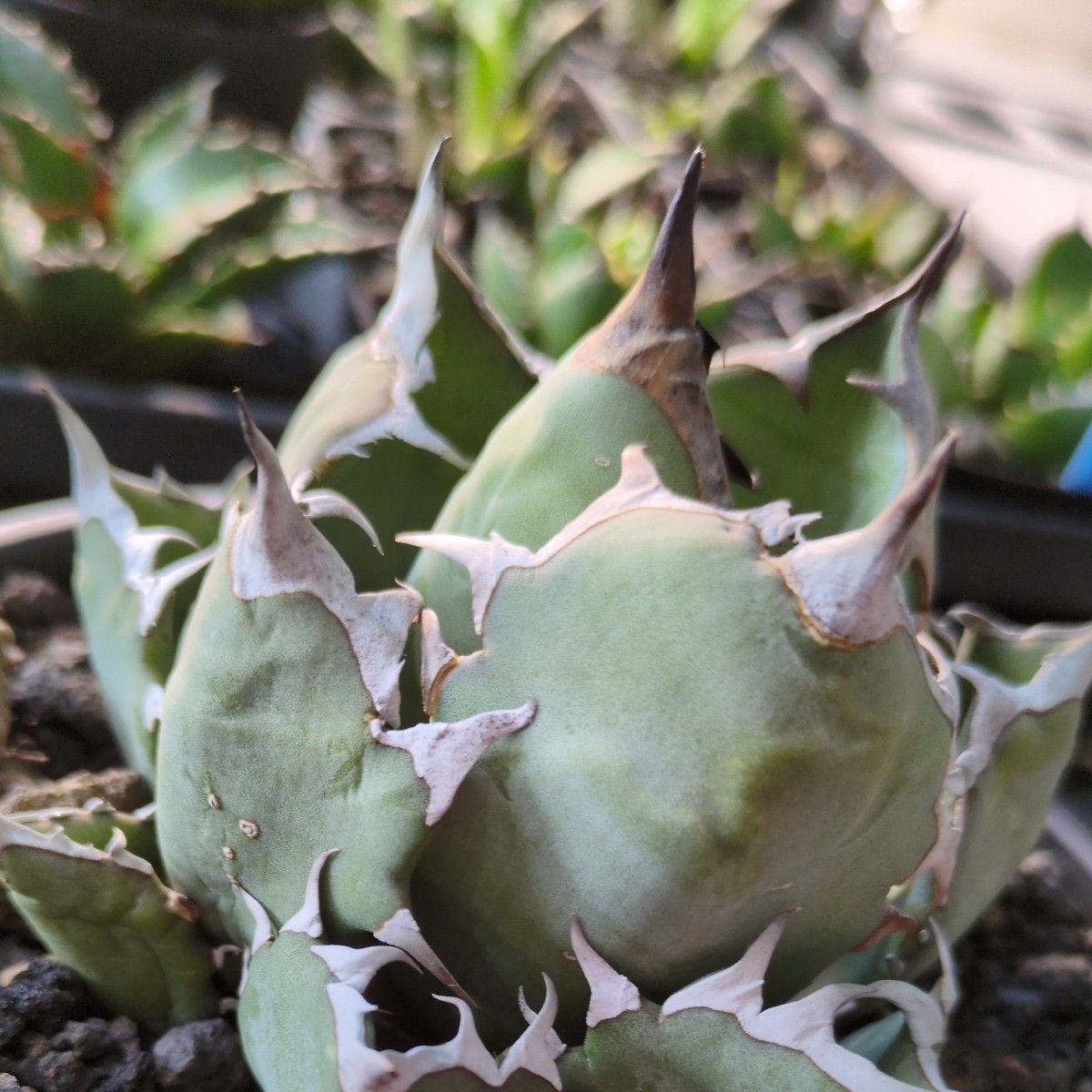 希少品 大株 鉢ごと発送 アガベ 姫厳竜 ドワーフ Agave titanota 希少品 大株 鉢ごと発送 アガベ 姫厳竜 ドワーフ Agave titanota