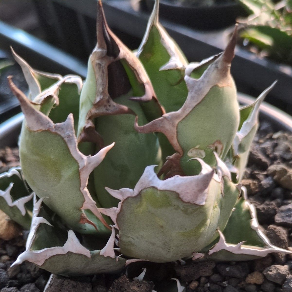 希少品 大株 鉢ごと発送 アガベ 姫厳竜 ドワーフ Agave titanota 希少品 大株 鉢ごと発送 アガベ 姫厳竜 ドワーフ Agave titanota