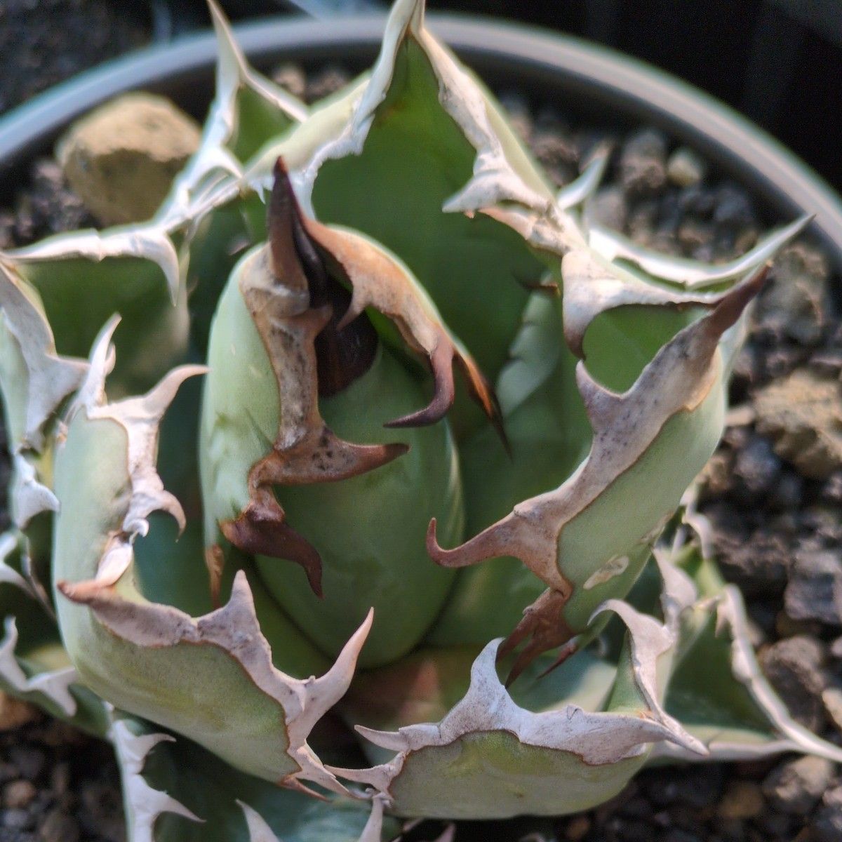希少品 大株 鉢ごと発送 アガベ 姫厳竜 ドワーフ Agave titanota 希少品 大株 鉢ごと発送 アガベ 姫厳竜 ドワーフ Agave titanota