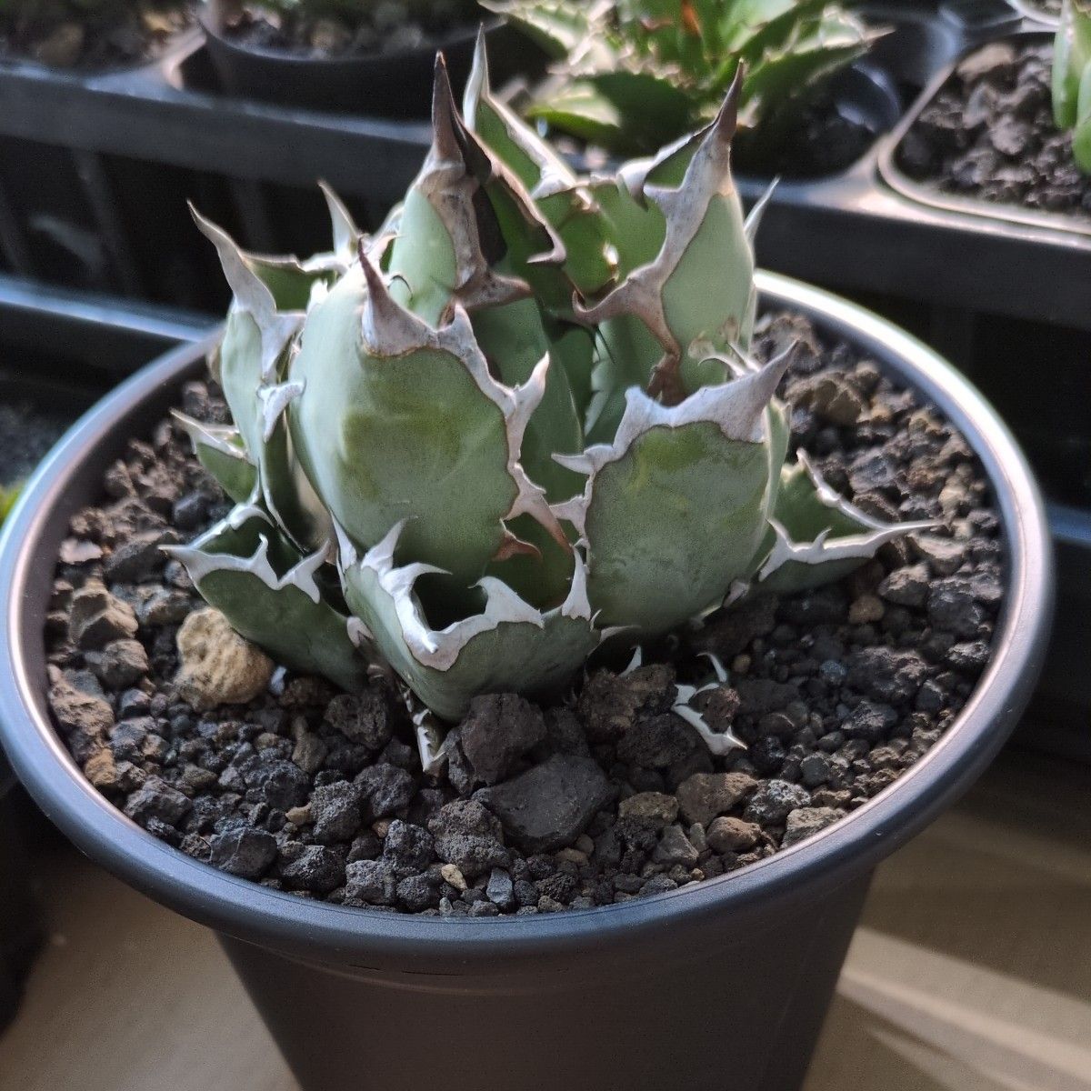 希少品 大株 鉢ごと発送 アガベ 姫厳竜 ドワーフ Agave titanota 希少品 大株 鉢ごと発送 アガベ 姫厳竜 ドワーフ Agave titanota