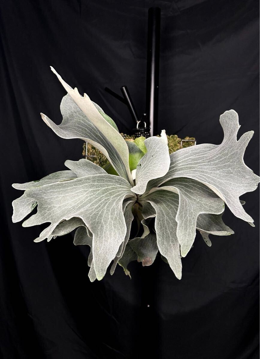 P. Black whirlwind 黑色旋風 (P. Ginka Sporelings selection P. Black whirlwind 黑色旋風 (P. Ginka Sporelings selection