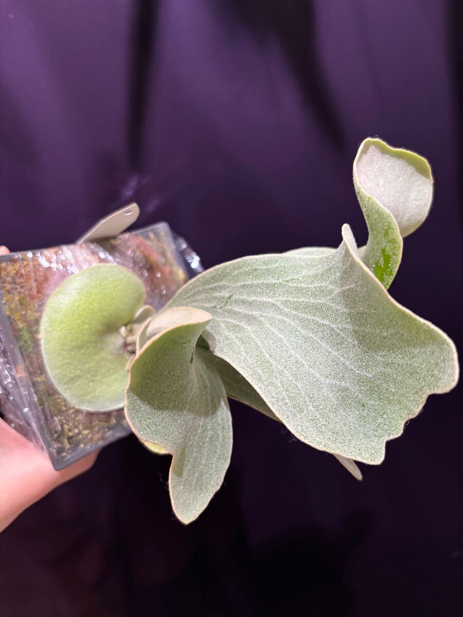 P. Black whirlwind 黑色旋風 (P. Ginka Sporelings selection P. Black whirlwind 黑色旋風 (P. Ginka Sporelings selection