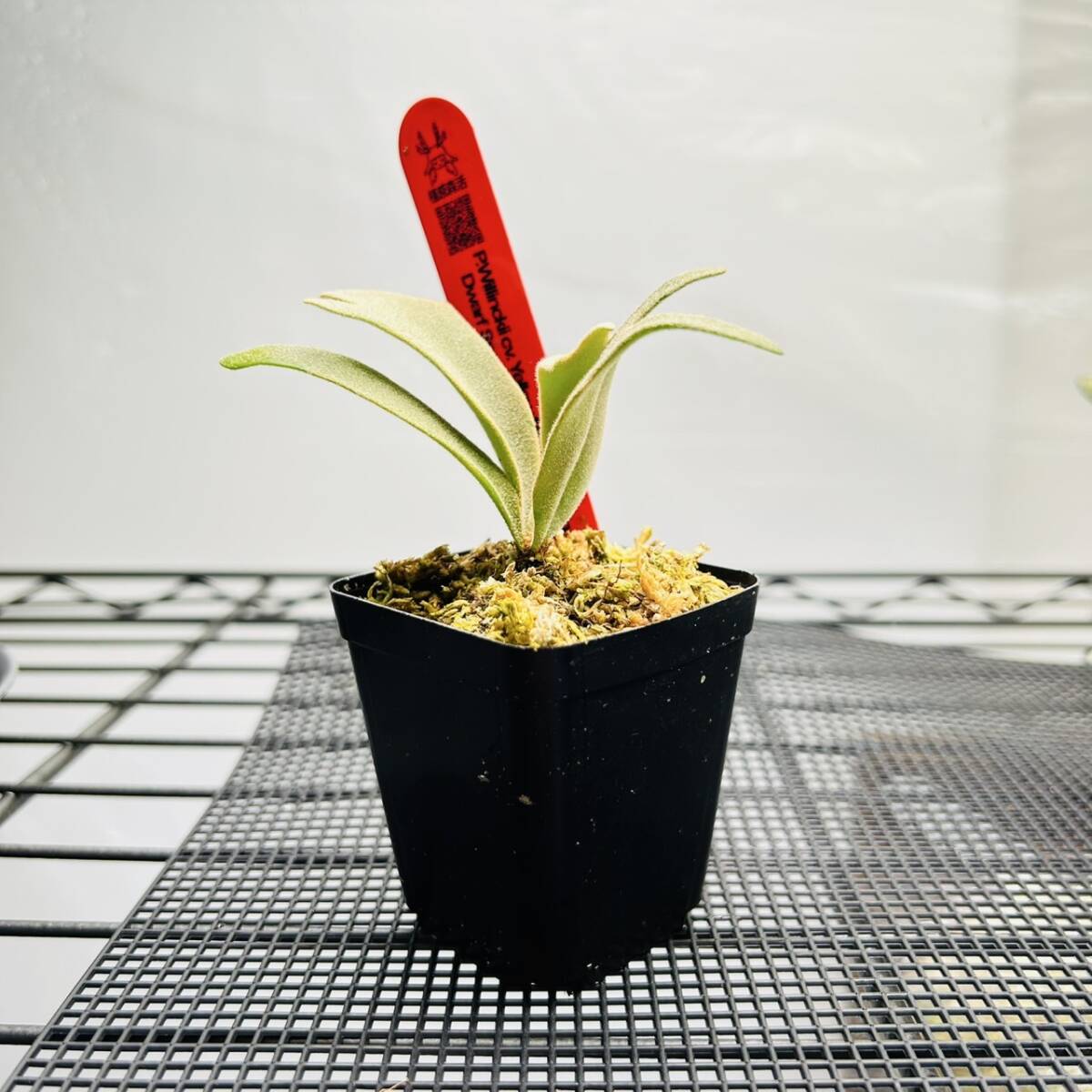 P.Willinkii cv. Yellow Moon Dwarf Sporel Select (YMDS) @P P.Willinkii cv. Yellow Moon Dwarf Sporel Select (YMDS) @P