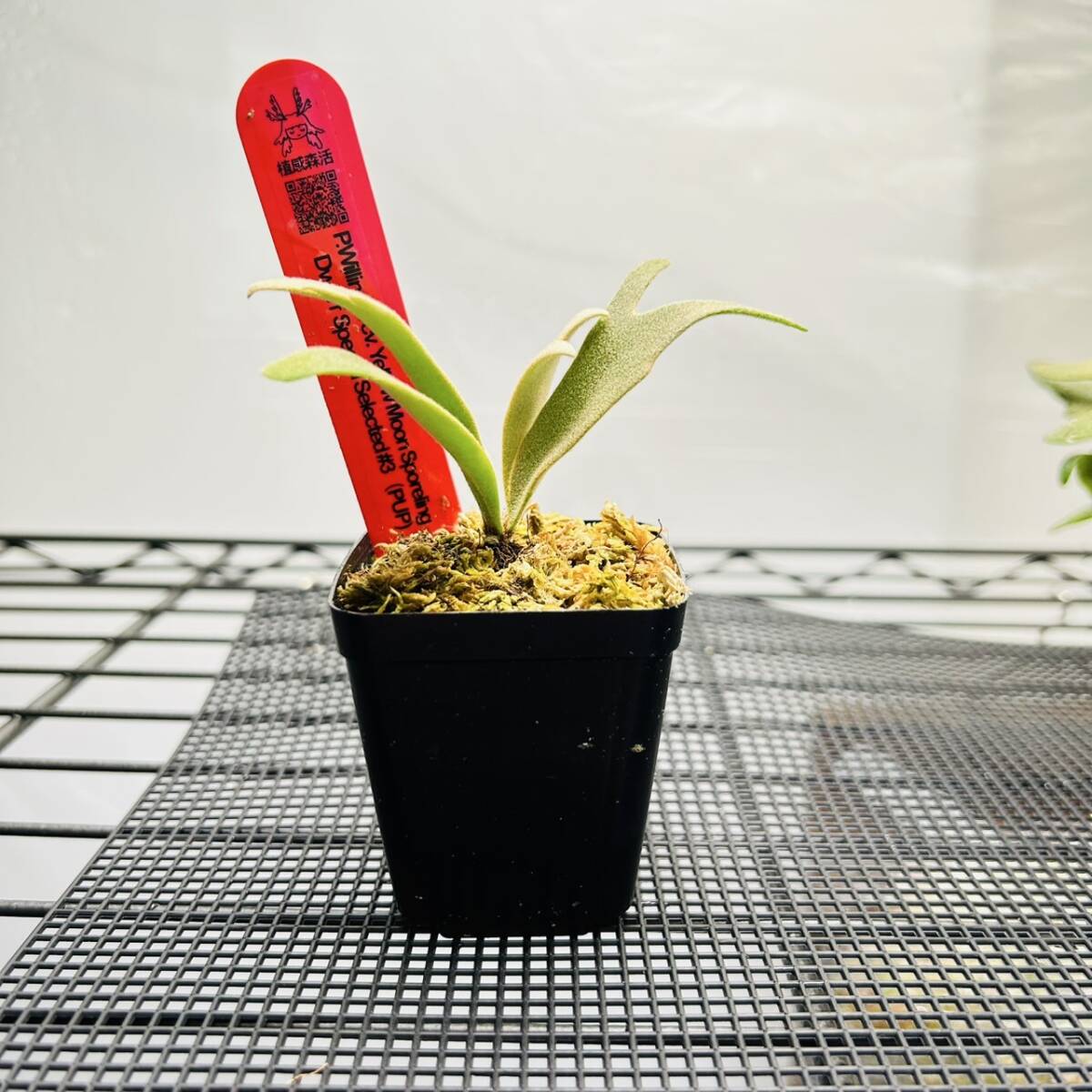 P.Willinkii cv. Yellow Moon Dwarf Sporel Select (YMDS) @P P.Willinkii cv. Yellow Moon Dwarf Sporel Select (YMDS) @P