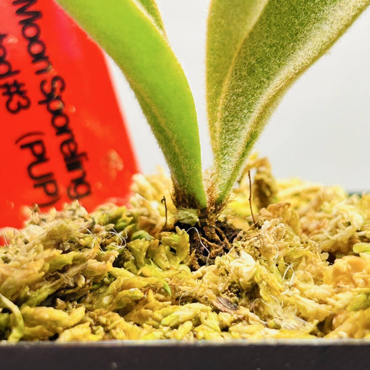 P.Willinkii cv. Yellow Moon Dwarf Sporel Select (YMDS) @P P.Willinkii cv. Yellow Moon Dwarf Sporel Select (YMDS) @P
