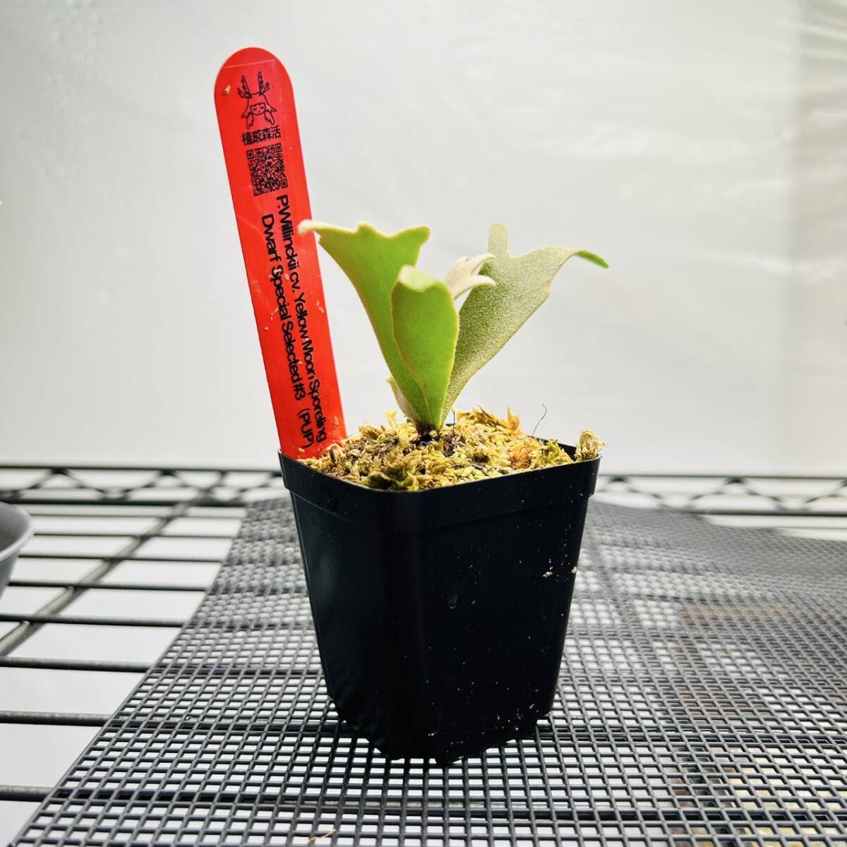 P.Willinkii cv. Yellow Moon Dwarf Sporel Select (YMDS) @P P.Willinkii cv. Yellow Moon Dwarf Sporel Select (YMDS) @P