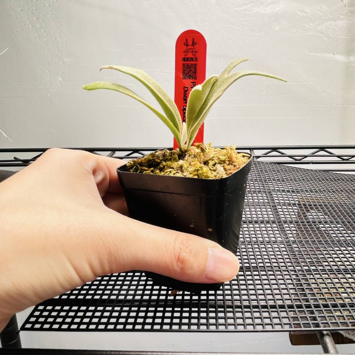 P.Willinkii cv. Yellow Moon Dwarf Sporel Select (YMDS) @P P.Willinkii cv. Yellow Moon Dwarf Sporel Select (YMDS) @P