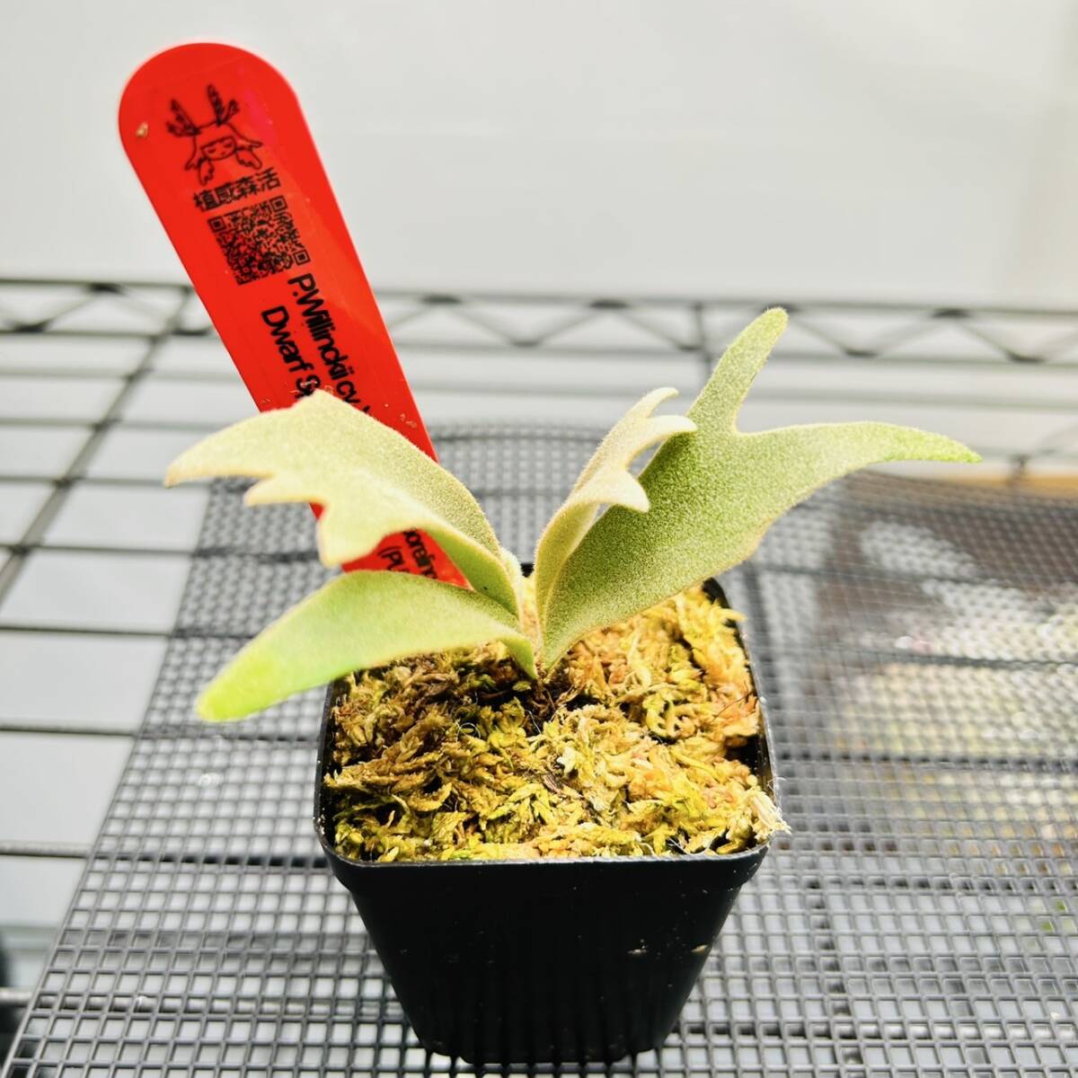 P.Willinkii cv. Yellow Moon Dwarf Sporel Select (YMDS) @P P.Willinkii cv. Yellow Moon Dwarf Sporel Select (YMDS) @P