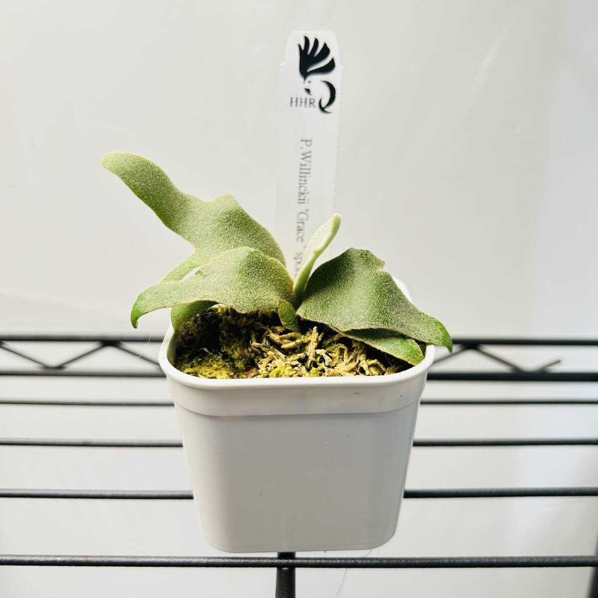P.Willinckii 'Grace' sporeling @P.Kensuke ビカクシダ P.Willinckii 'Grace' sporeling @P.Kensuke ビカクシダ