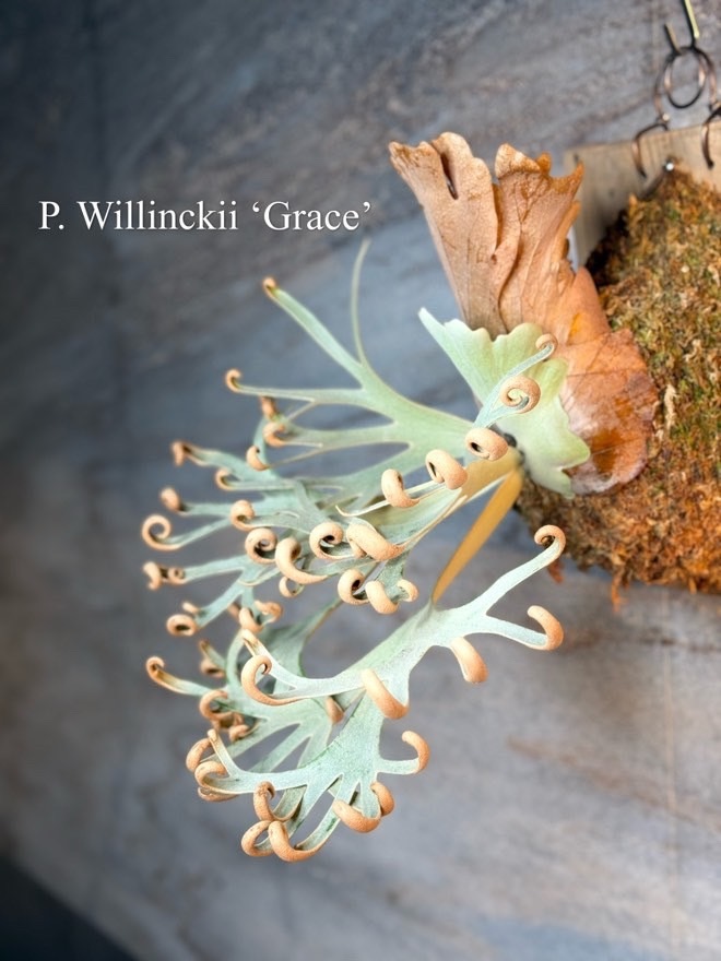 P.Willinckii 'Grace' sporeling @P.Kensuke ビカクシダ P.Willinckii 'Grace' sporeling @P.Kensuke ビカクシダ