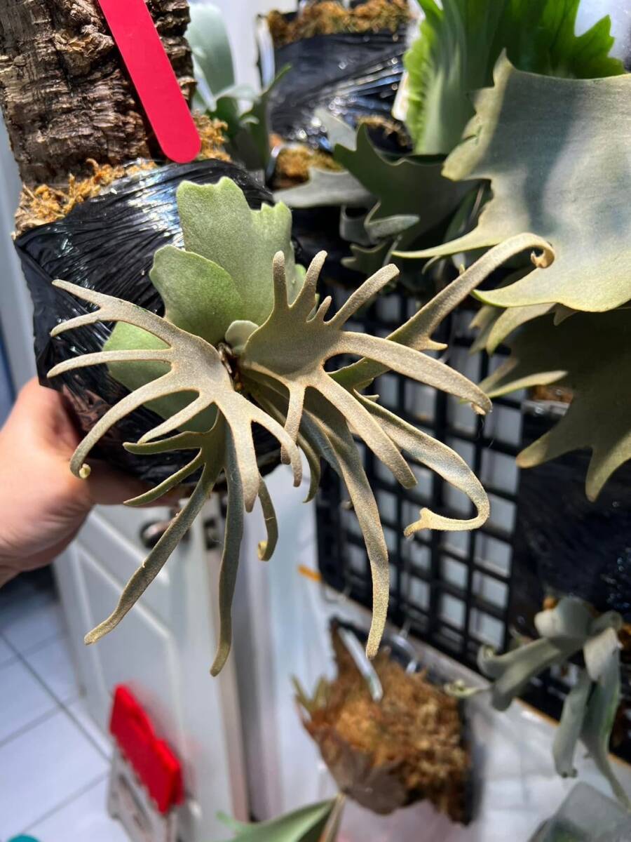 P.Willinkii cv. Yellow Moon Dwarf Sporel Select (YMDS) @P P.Willinkii cv. Yellow Moon Dwarf Sporel Select (YMDS) @P