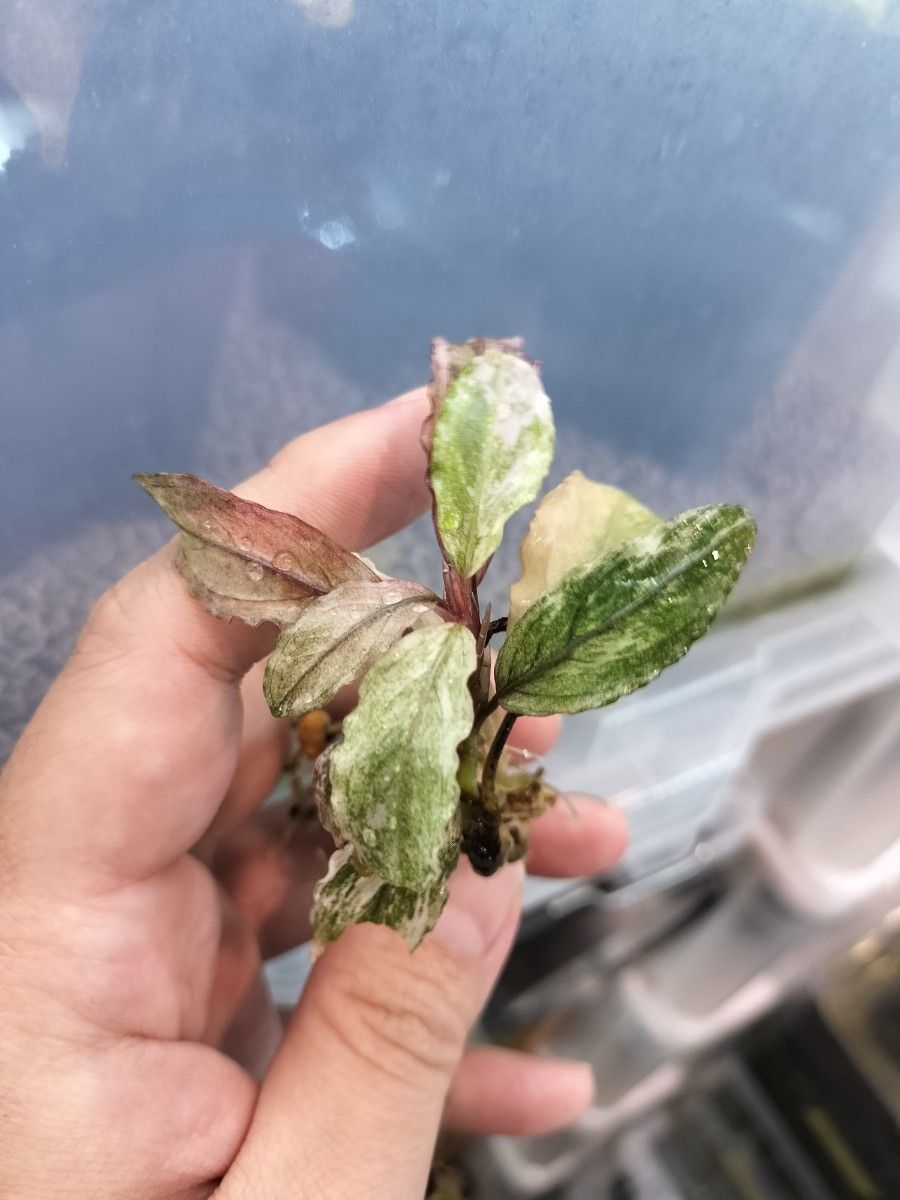 Bucephalandra  sp. ピンクバリエガータ　ブセファランドラ ピンクバリエガータ斑入り