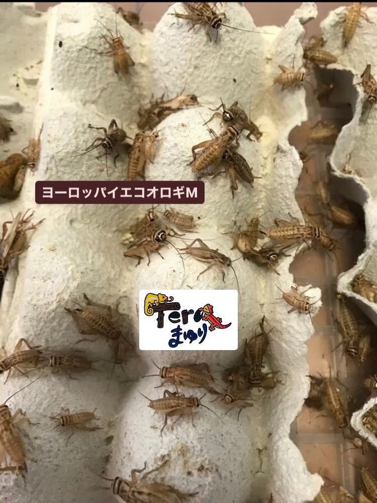 Mサイズ50g ヨーロッパイエコオロギ約200匹.