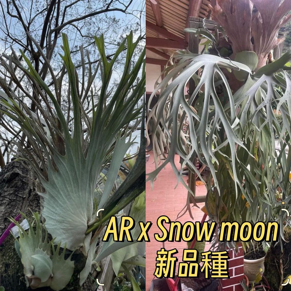 ビカクシダ AR x Snow moon sporeling 交配種|Yahoo!フリマ(旧 ビカクシダ AR x Snow moon sporeling 交配種|Yahoo!フリマ(旧