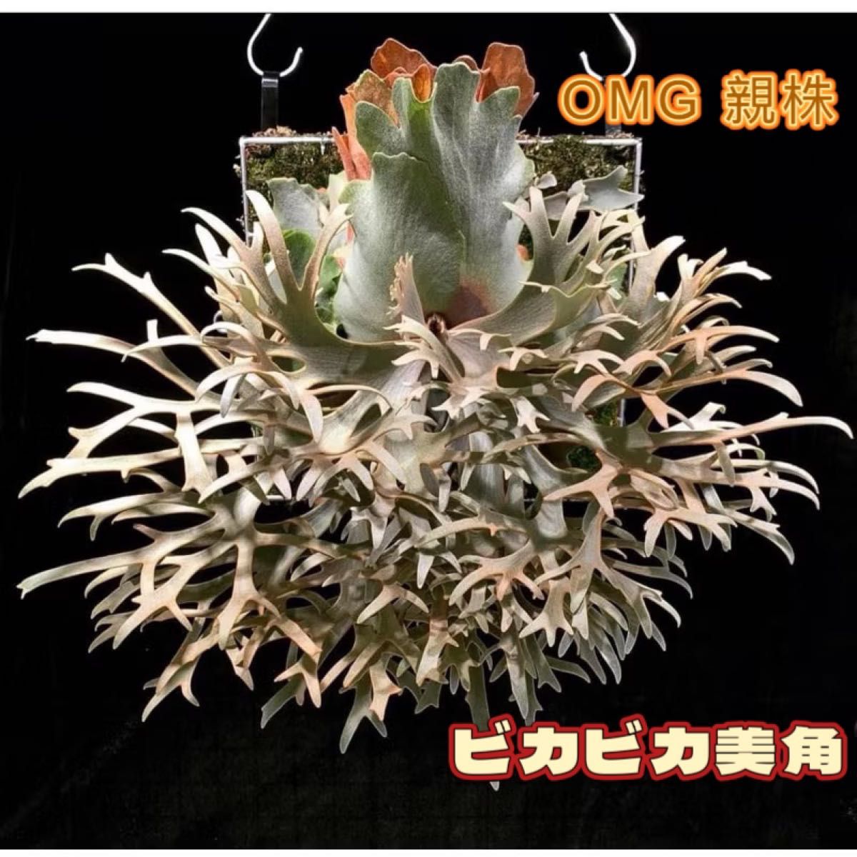 Y's plants様専用 「初上陸」ビカクシダ OMG x Pearl Queen Y's plants様専用 「初上陸」ビカクシダ OMG x Pearl Queen