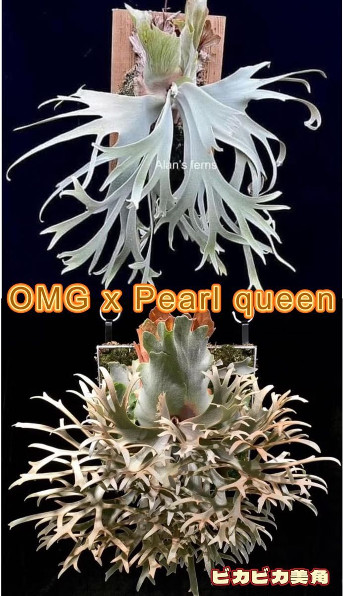 Y's plants様専用 「初上陸」ビカクシダ OMG x Pearl Queen Y's plants様専用 「初上陸」ビカクシダ OMG x Pearl Queen