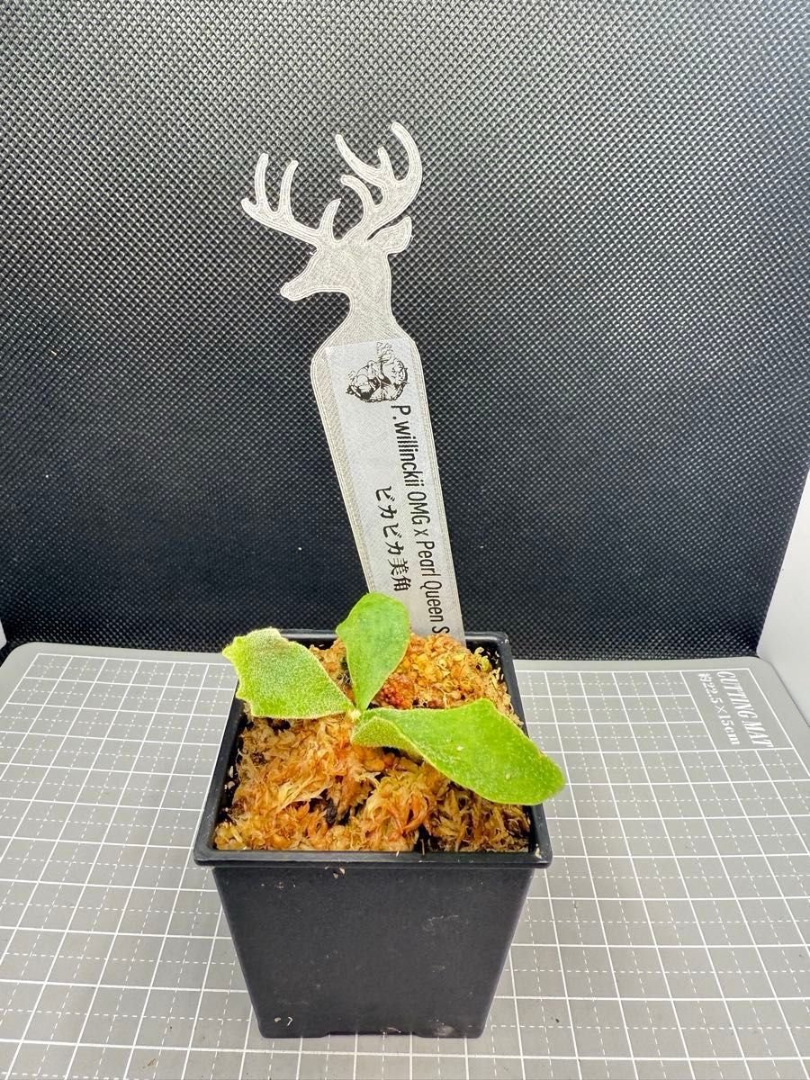 Y's plants様専用 「初上陸」ビカクシダ OMG x Pearl Queen Y's plants様専用 「初上陸」ビカクシダ OMG x Pearl Queen